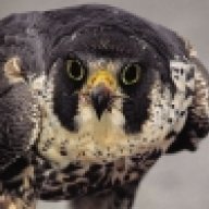 falco4101